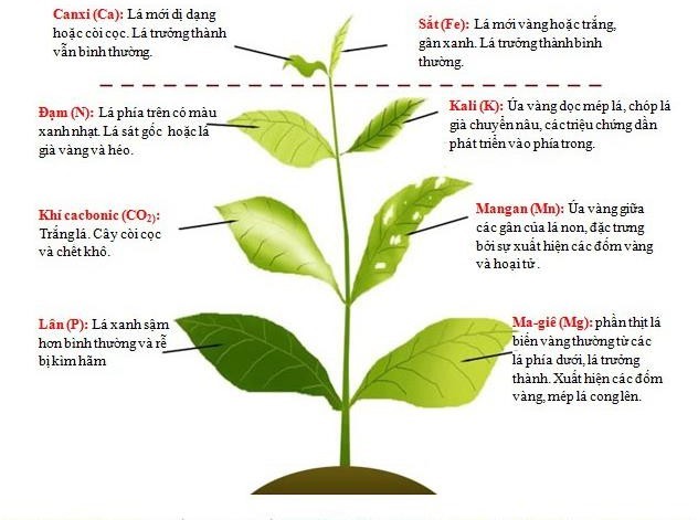 VAI TRÒ CỦA CÁC NGUYÊN TỐ KHOÁNG