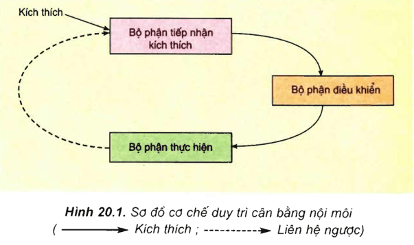 SƠ ĐỒ CƠ CHẾ CÂN BẰNG NỘI MÔI